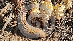 Flowering Cistanche TubulosaÂ Loki Mula plant, wild flowering Fox Radish plant, close up view